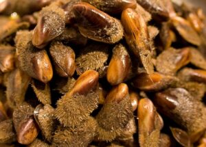 Cozza pelosa o modiol